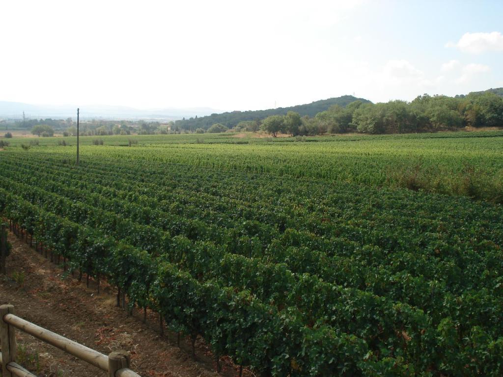 Agriturismo La Fontanella & Glamping Suvereto Bagian luar foto