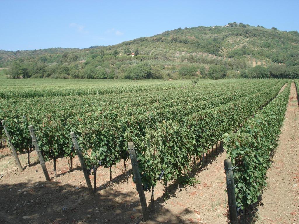 Agriturismo La Fontanella & Glamping Suvereto Bagian luar foto