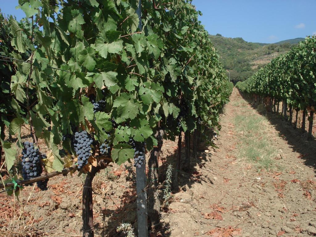 Agriturismo La Fontanella & Glamping Suvereto Bagian luar foto