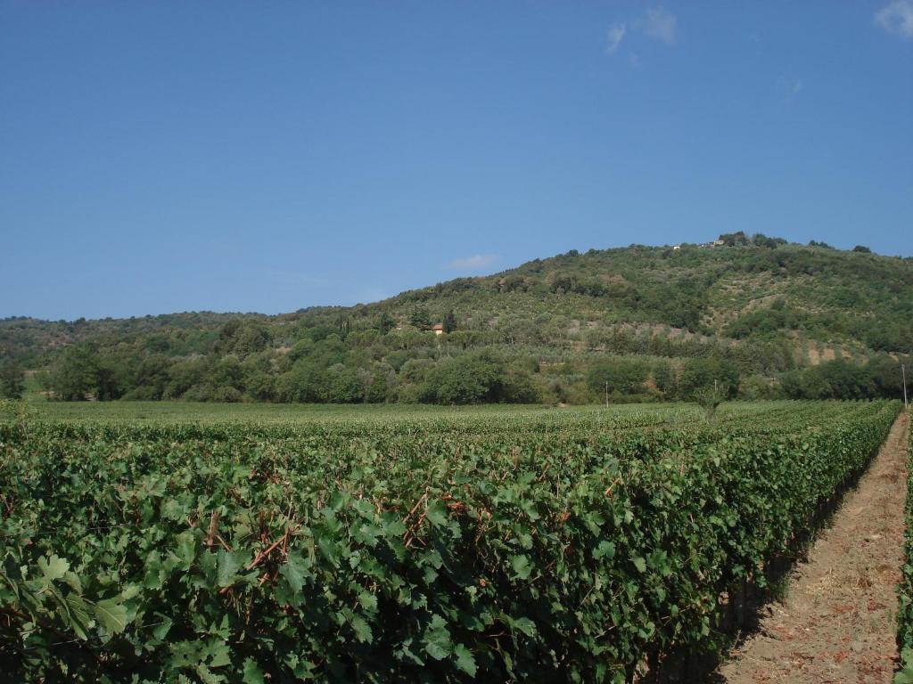 Agriturismo La Fontanella & Glamping Suvereto Bagian luar foto
